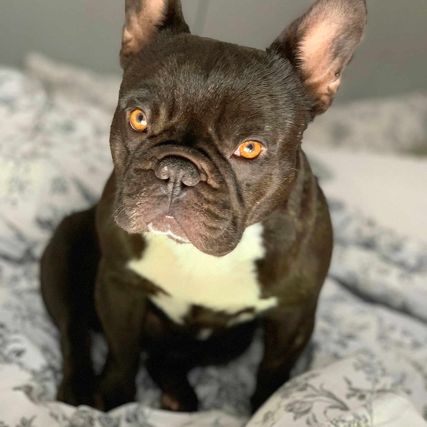 Mushu a rejoint le concours — aidez-le/la à gagner de superbes lots ! animal, bed, blanket, brown, close_up, companion, cozy, curious, cute, dog, domestic_animal, ears_up, french_bulldog, fur, indoor, looking_at_camera, pet, portrait, sitting, white_patch