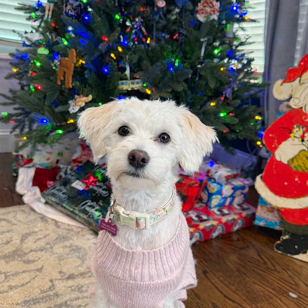 Millie joined the competition — help win amazing prizes! carpet, christmas, christmas_lights, christmas_tree, cute, decor, decorations, dog, festive, holiday, holiday_season, indoor, living_room, pet, portrait, presents, santa_decoration, sweater, white_dog, wood_floor