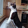 cat, black_and_white, curious, indoor, window, kitchen, cabinet, countertop, whiskers, yellow_eyes, furniture, pet, domestic, standing, looking_out, cozy, home, animal, fur, portrait
