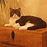 Batman participe au concours pour gagner de l'argent avec cette photo : cat, black_and_white, wooden_crate, indoor, relaxed, feline, shadow, plant_shadow, tropical, pet, animal, resting, fur, ears, whiskers, paw, tail, crate, wall, home