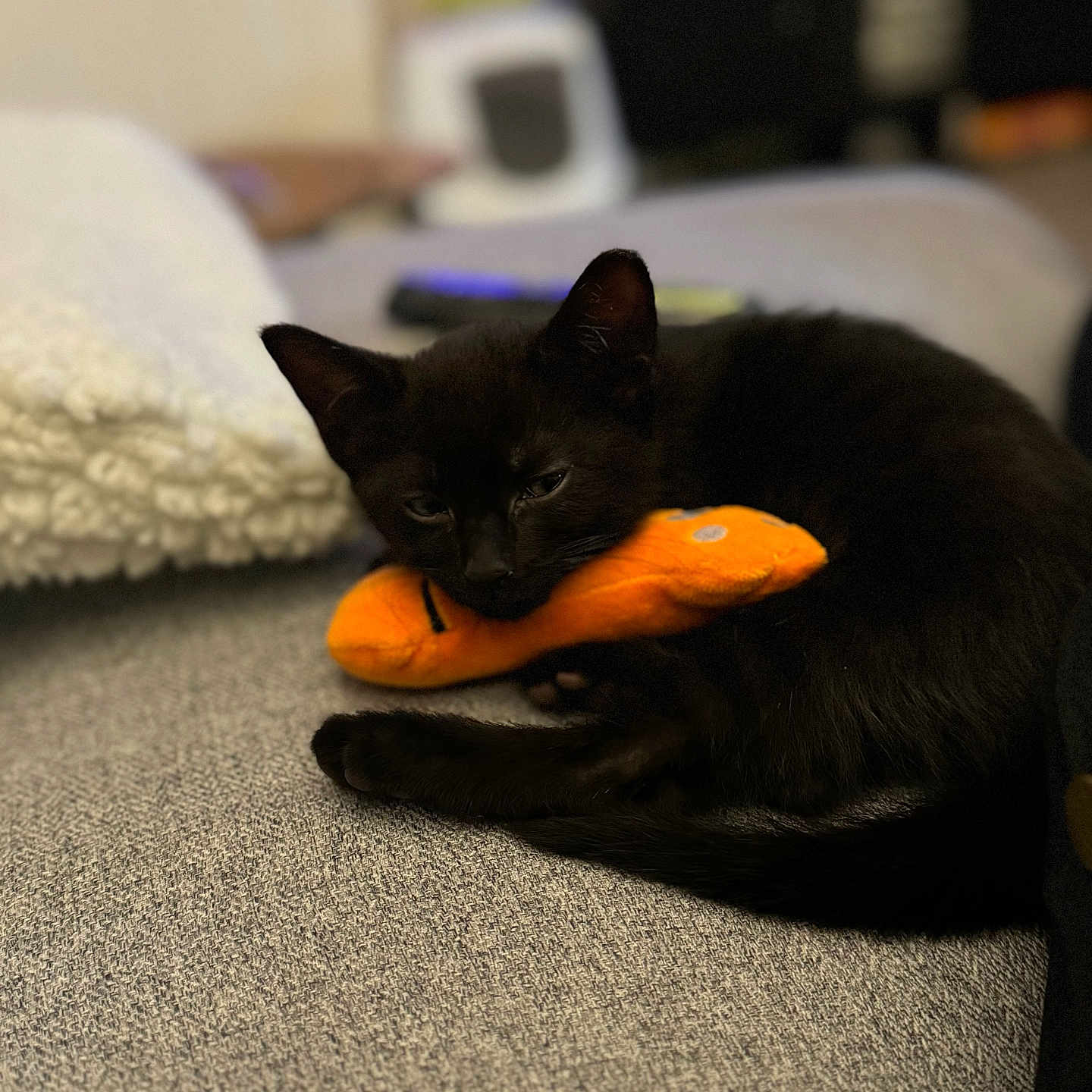Alf is registered to the contest to win money with this photo: abyssinian, animal, blackcat, cat, citrusfruit, couch, cushion, food, fruit, furniture, homedecor, kitten, manx, orange, pet, plant, produce, siamese