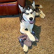 Pompeii is registered to the contest to win money with this photo: animal, canine, carpet, collar, dog, domestic, floor, fur, happy, house, husky, indoor, leather_chair, paws, pet, playful, resting, rope_toy, smiling, toy