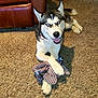 animal, canine, carpet, collar, dog, domestic, floor, fur, happy, house, husky, indoor, leather_chair, paws, pet, playful, resting, rope_toy, smiling, toy