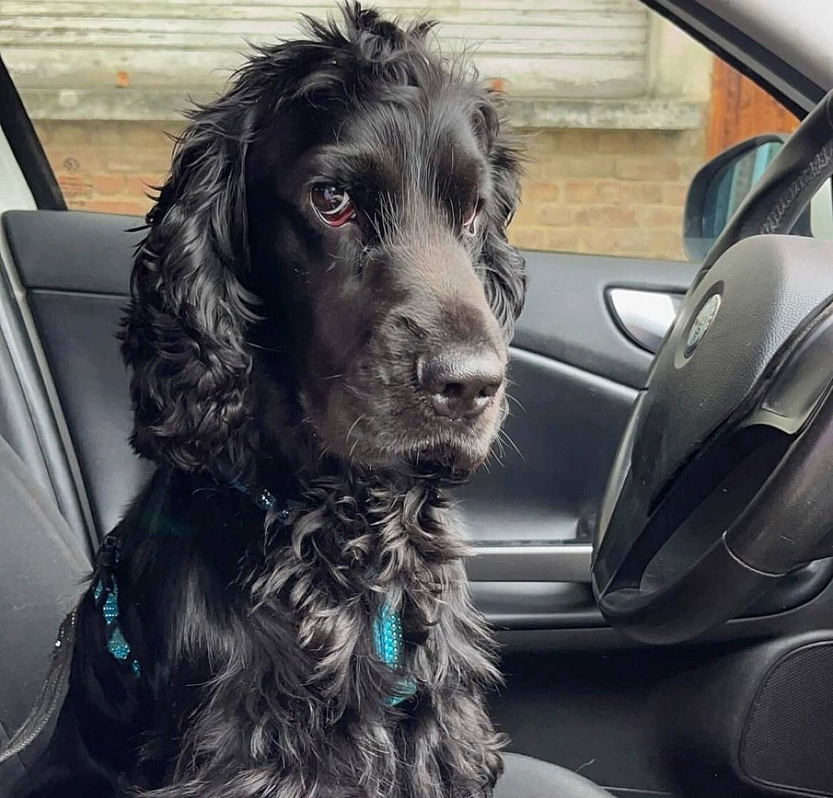 Koda a rejoint le concours — aidez-le/la à gagner de superbes lots ! auto_part, automotive_design, automotive_exterior, canidae, car, car_seat, car_seat_cover, carnivore, companion_dog, dog, dog_breed, dog_collar, fur, motor_vehicle, personal_luxury_car, snout, spaniel, sporting_group, vehicle, vehicle_door