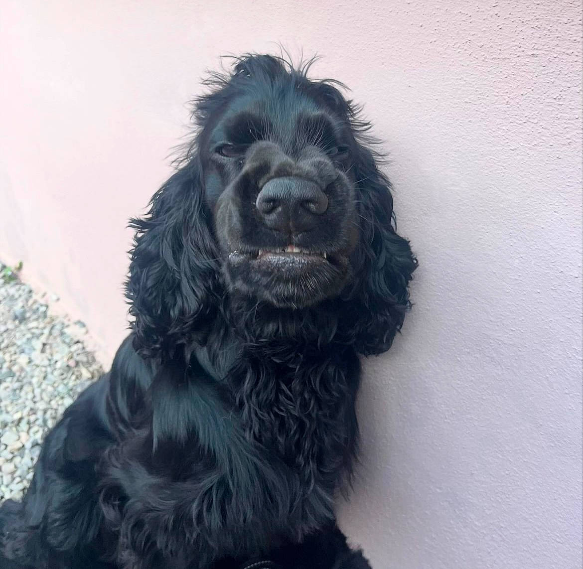 Koda a rejoint le concours — aidez-le/la à gagner de superbes lots ! canidae, carnivore, companion_dog, dog, dog_breed, fur, liver, snout, snow, spaniel, sporting_group, working_animal, working_dog