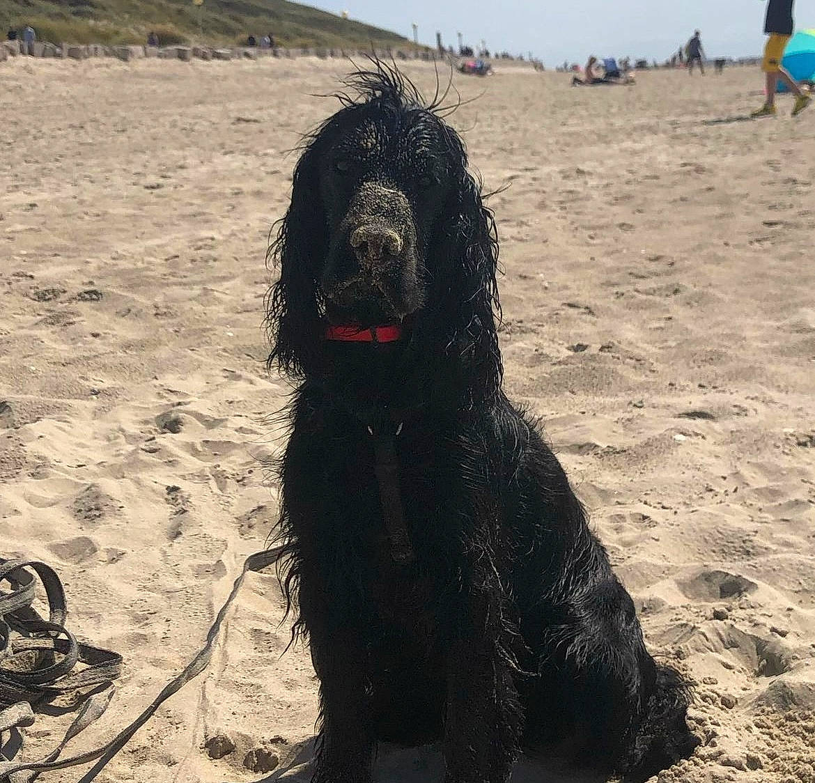 Koda participe au concours pour gagner de l'argent avec cette photo : beach, canidae, carnivore, companion_dog, dog, dog_breed, giant_dog_breed, labradoodle, ocean, poodle, sand, sky, snout, spaniel, sporting_group, standard_poodle, terrier, water_dog, wind_wave, working_animal