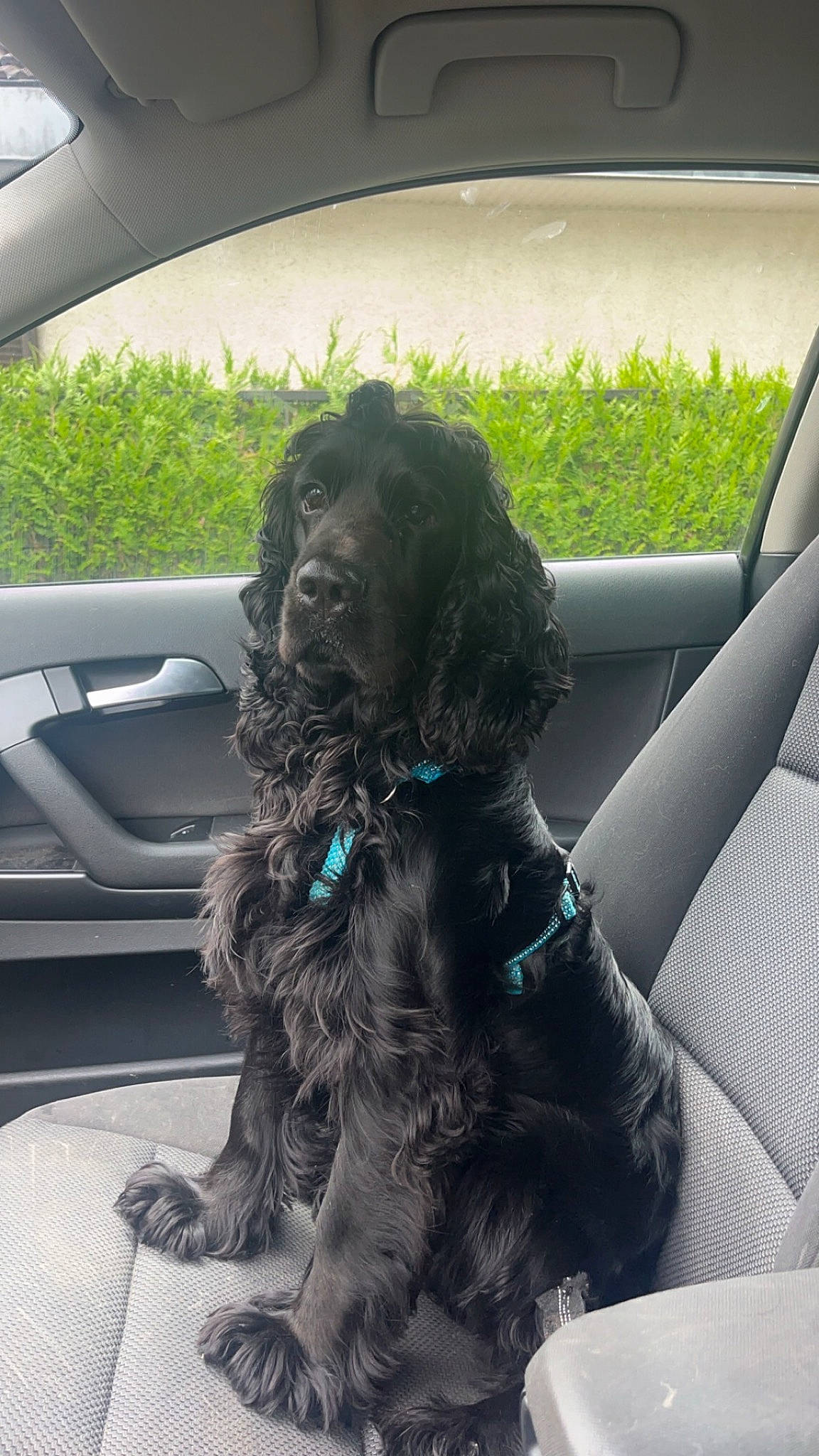 Koda participe au concours pour gagner de l'argent avec cette photo : auto_part, automotive_exterior, automotive_mirror, car, car_seat, car_seat_cover, carnivore, comfort, companion_dog, dog, dog_breed, dog_collar, liver, motor_vehicle, personal_luxury_car, plant, snout, vehicle, vehicle_door, water_dog