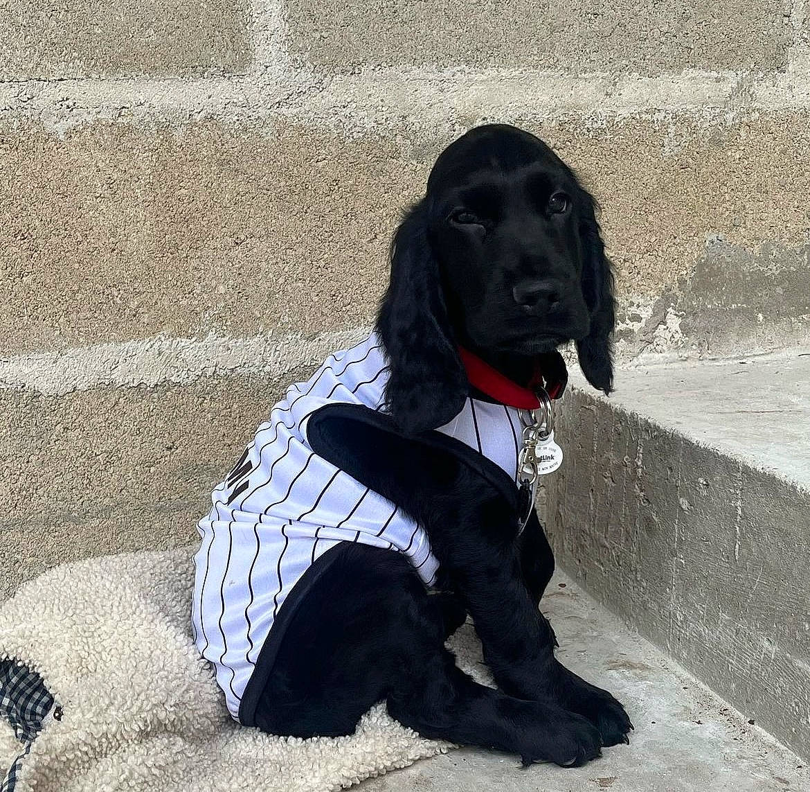 Koda a rejoint le concours — aidez-le/la à gagner de superbes lots ! borador, canidae, carmine, carnivore, collar, companion_dog, dog, dog_breed, dog_collar, dog_supply, fur, grey, gun_dog, leash, liver, pet_supply, road_surface, sporting_group, tail, working_animal