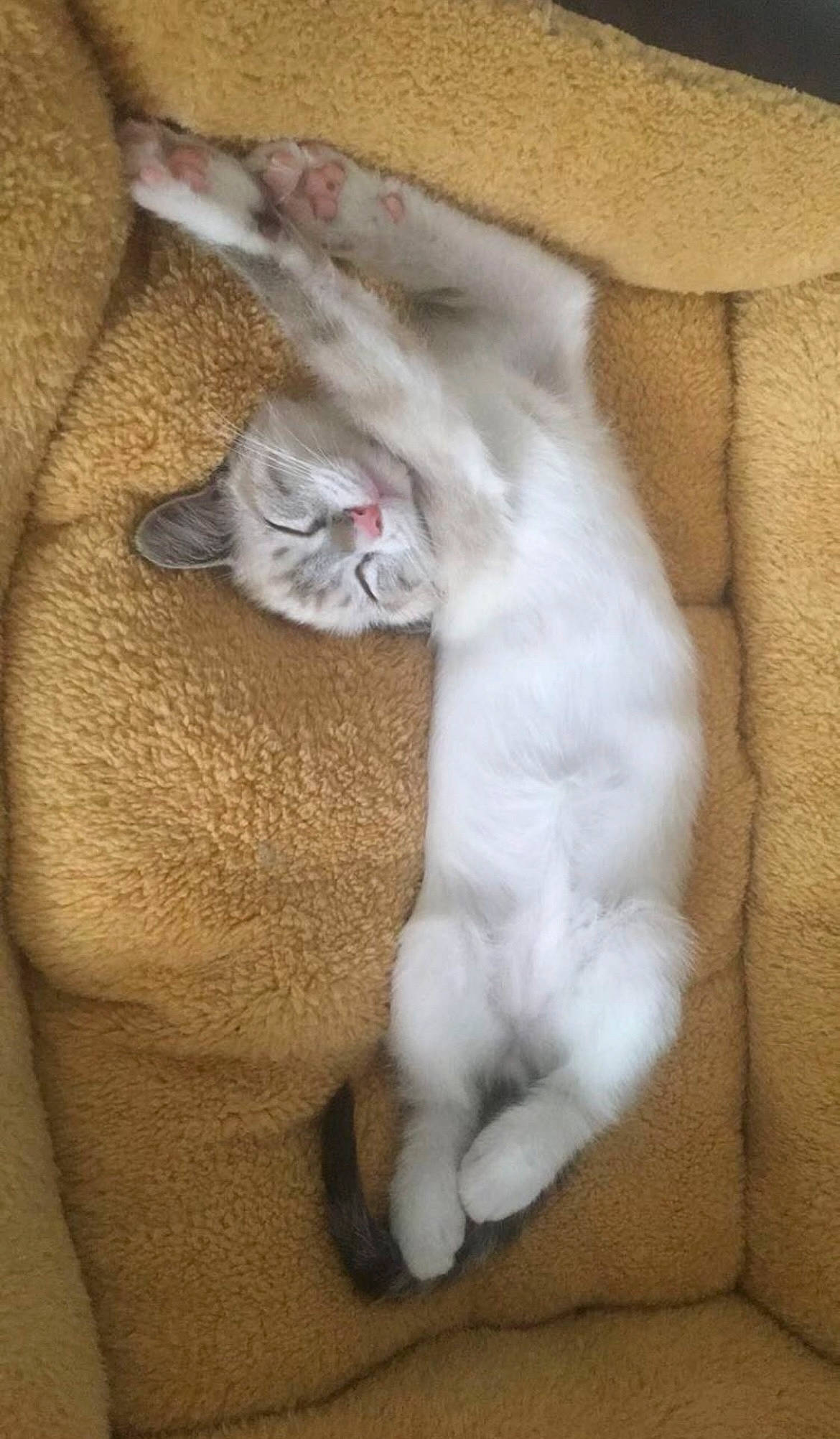 Milo a rejoint le concours — aidez-le/la à gagner de superbes lots ! carnivore, cat, claw, comfort, domestic_short_haired_cat, fawn, felidae, fur, grey, paw, small_to_medium_sized_cats, snout, tail, whiskers, wood