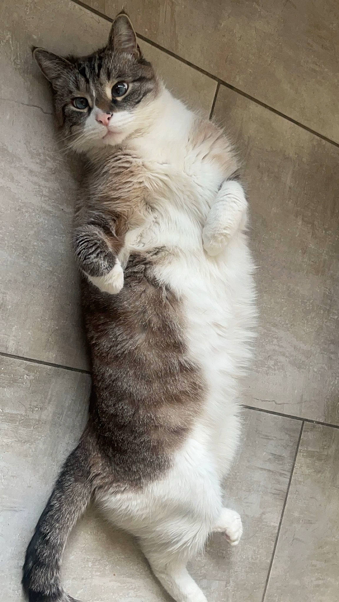 Milo a rejoint le concours — aidez-le/la à gagner de superbes lots ! carnivore, cat, claw, domestic_short_haired_cat, fawn, felidae, flooring, foot, fur, grey, paw, sitting, small_to_medium_sized_cats, snout, tail, terrestrial_animal, whiskers