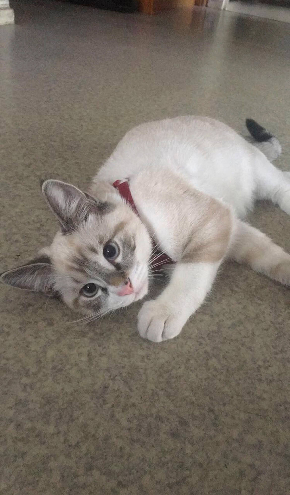 Milo participe au concours pour gagner de l'argent avec cette photo : carnivore, cat, claw, comfort, domestic_short_haired_cat, eye, fang, fawn, felidae, flooring, foot, fur, nap, paw, photo_caption, small_to_medium_sized_cats, snout, tail, whiskers