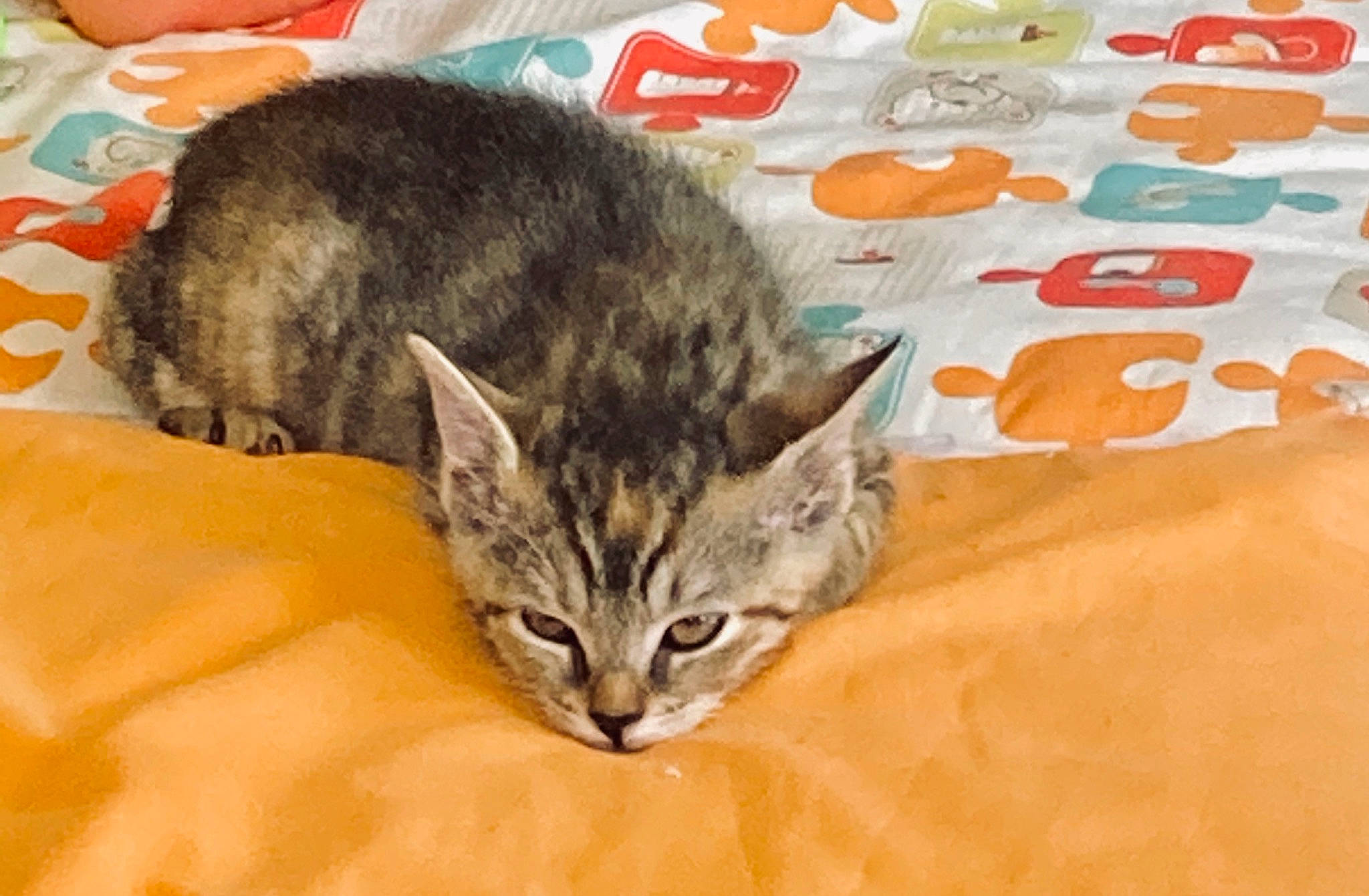 Rubis a rejoint le concours — aidez-le/la à gagner de superbes lots ! american_shorthair, asian, california_spangled, carnivore, cat, domestic_short_haired_cat, dragon_li, european_shorthair, felidae, fur, kitten, kurilian_bobtail, mammal, nap, pixie_bob, small_to_medium_sized_cats, snout, tabby_cat, whiskers, wild_cat