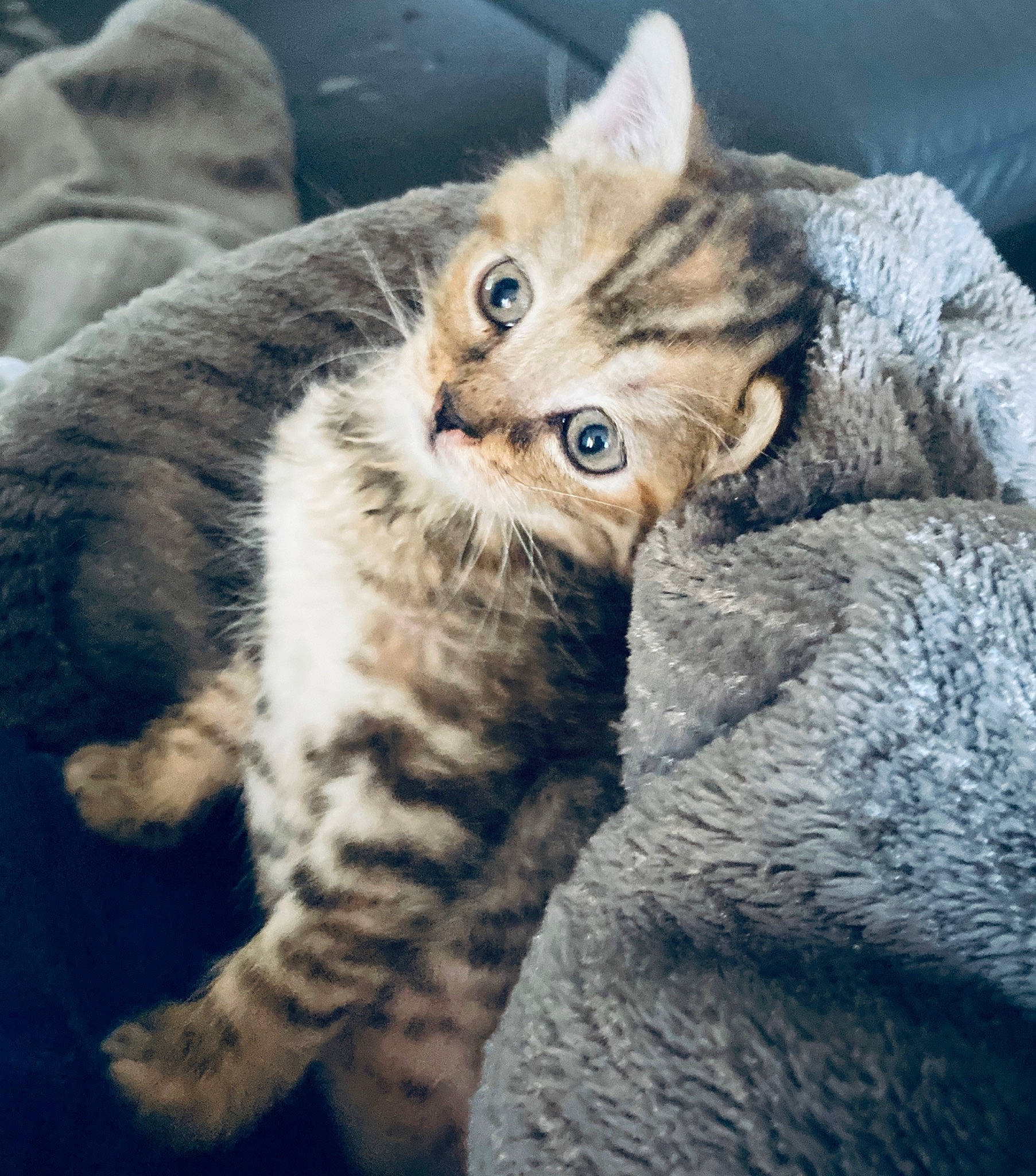 Rubis participe au concours pour gagner de l'argent avec cette photo : american_wirehair, asian, australian_mist, california_spangled, carnivore, cat, domestic_short_haired_cat, dragon_li, european_shorthair, eye, felidae, fur, kitten, mammal, pixie_bob, skin, small_to_medium_sized_cats, tabby_cat, vertebrate, whiskers