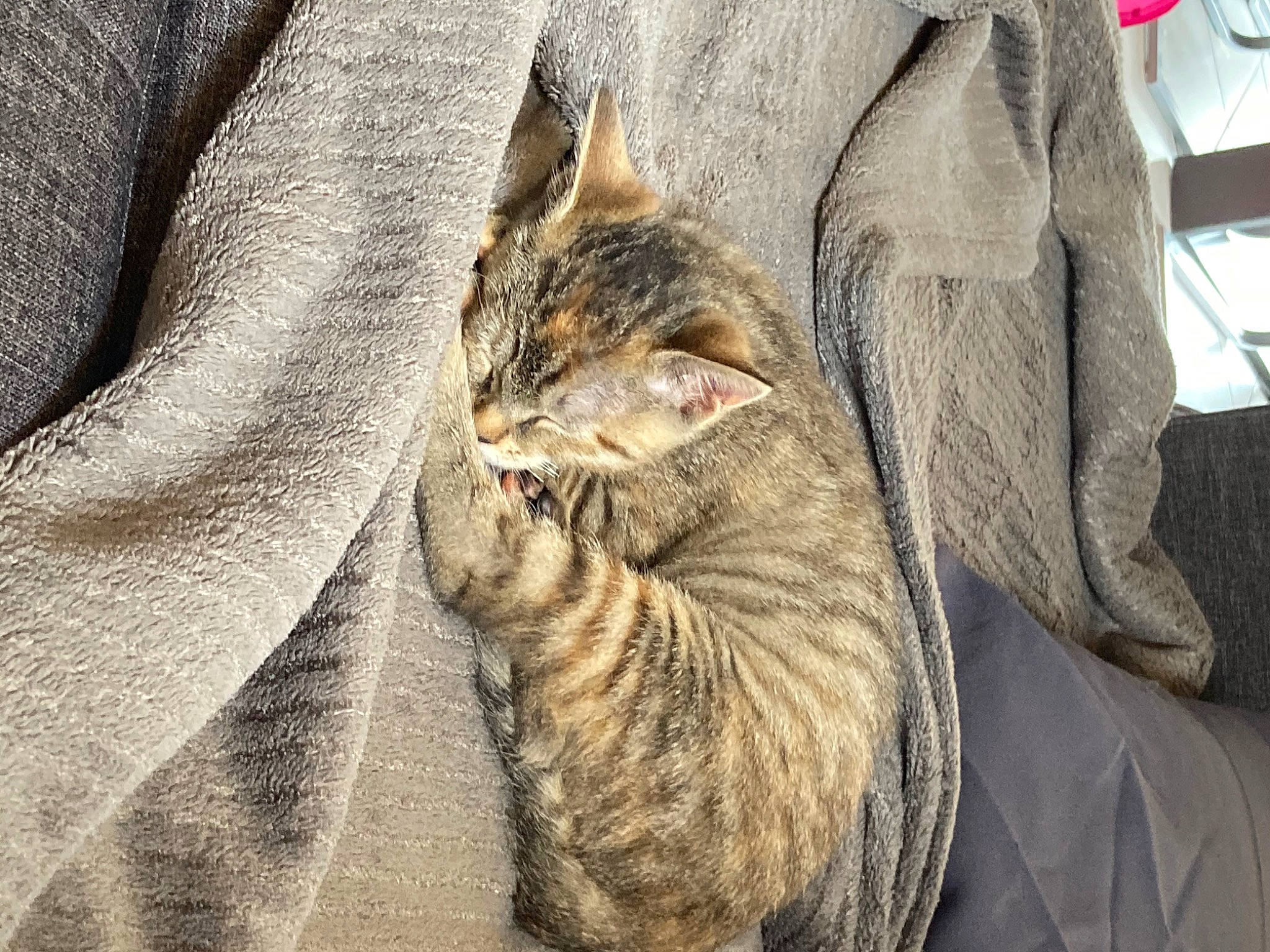 Rubis a rejoint le concours — aidez-le/la à gagner de superbes lots ! aegean_cat, asian, california_spangled, carnivore, cat, chausie, domestic_short_haired_cat, dragon_li, european_shorthair, felidae, fur, german_rex, mammal, nap, ocicat, pixie_bob, small_to_medium_sized_cats, snout, tabby_cat, whiskers