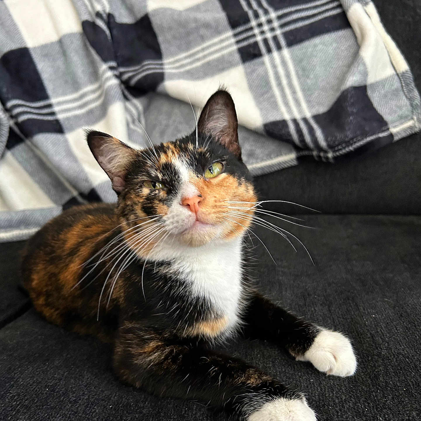 Luna joined the competition — help win amazing prizes! animal, blanket, calico, cat, closeup, couch, cozy, cute, domestic_animal, feline, fur, green_eyes, indoor, mammal, paws, pet, portrait, relaxed, resting, whiskers
