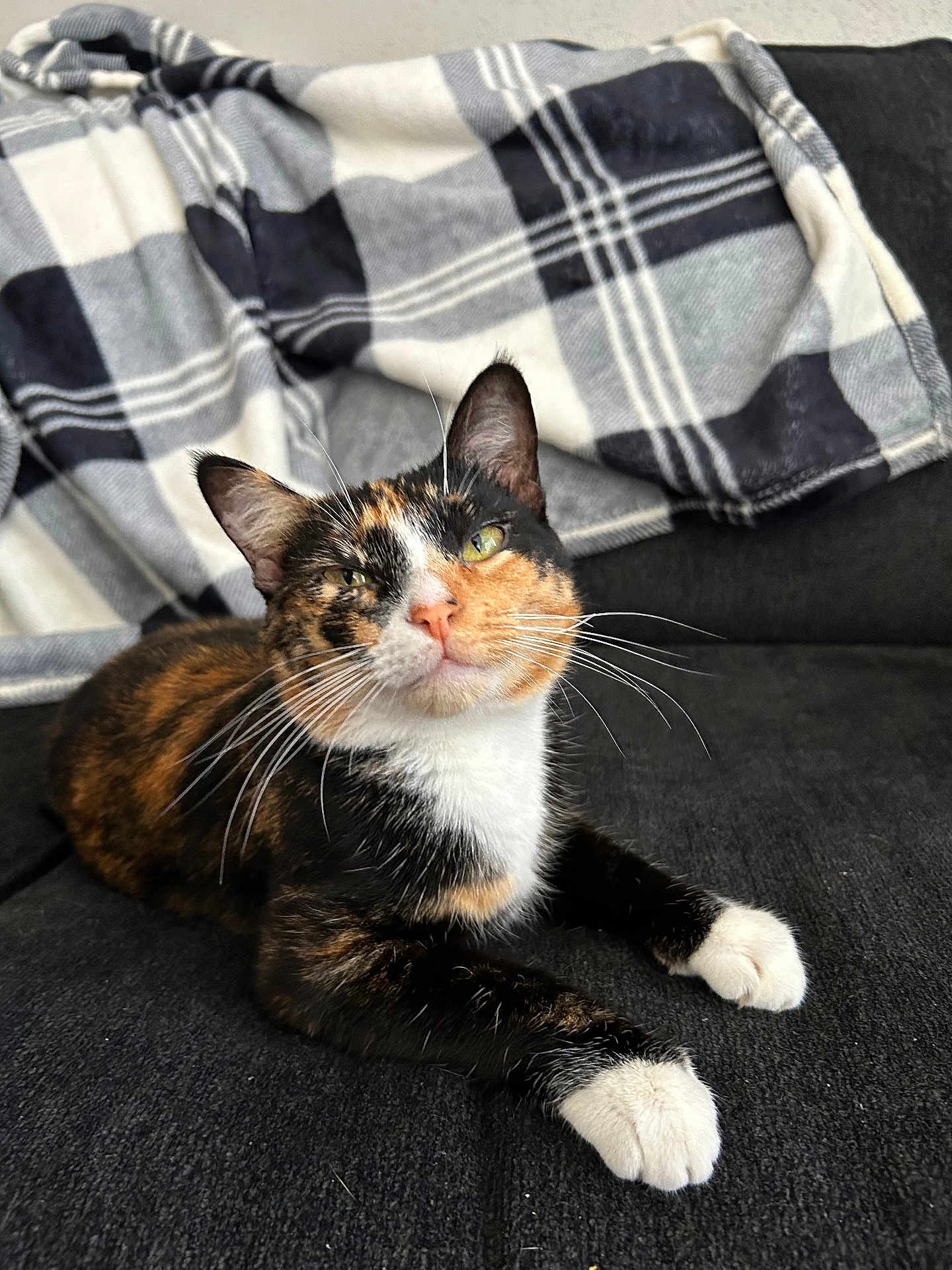 Luna joined the competition — help win amazing prizes! cat, calico, pet, animal, feline, whiskers, paws, couch, blanket, indoor, relaxed, fur, green_eyes, cute, mammal, domestic_animal, resting, closeup, portrait, cozy