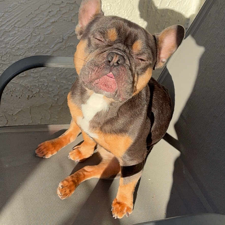 Rocky is registered to the contest to win money with this photo: animal, boxer, bulldog, canine, chair, dog, frenchbulldog, furniture, hound, pet, pitbull, pug, puppy