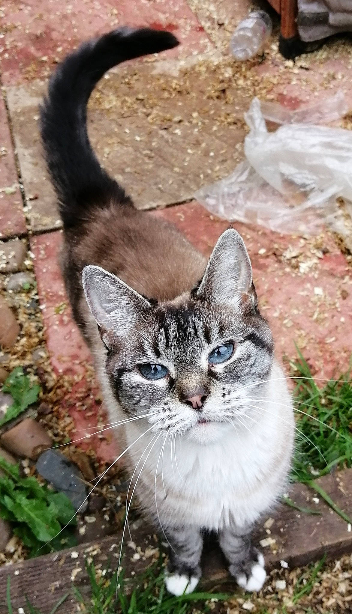 Biscuit is registered to the contest to win money with this photo: carnivore, cat, domestic_short_haired_cat, felidae, fur, grass, groundcover, paw, plant, sitting, small_to_medium_sized_cats, snout, soil, tail, terrestrial_animal, tree, whiskers, wildlife, window