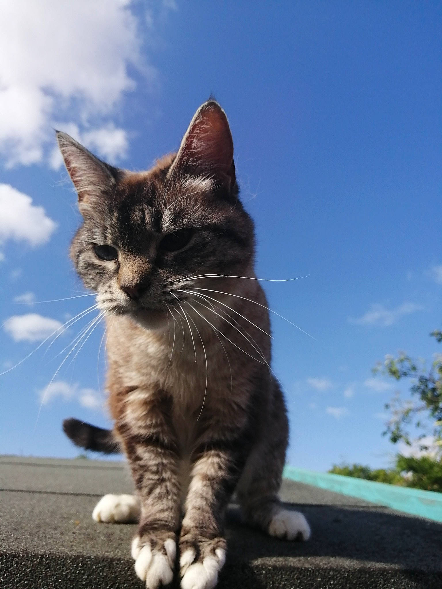 Biscuit joined the competition — help win amazing prizes! carnivore, cat, cloud, domestic_short_haired_cat, electric_blue, eye, felidae, foot, fur, grass, human_leg, leg, plant, road_surface, sky, small_to_medium_sized_cats, snout, tail, tree, whiskers