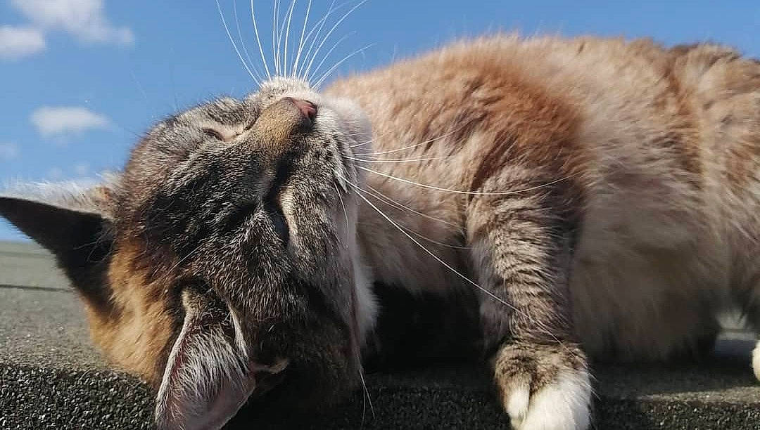 Biscuit is registered to the contest to win money with this photo: carnivore, cat, claw, close_up, comfort, domestic_short_haired_cat, fawn, felidae, fur, grass, paw, sky, small_to_medium_sized_cats, snout, tail, terrestrial_animal, tree, whiskers, wildlife, wood