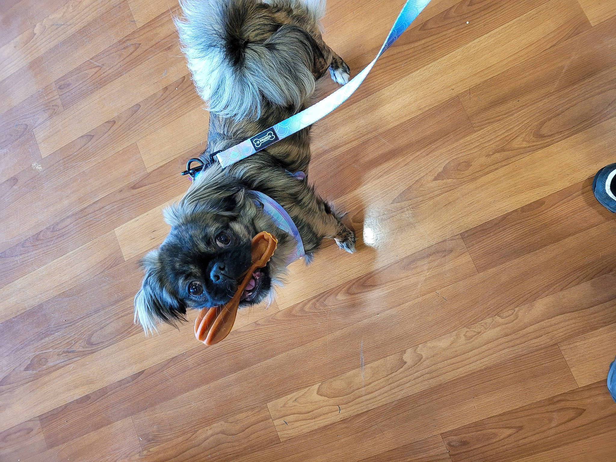 Poppy joined the competition — help win amazing prizes! carnivore, collar, companion_dog, dog, dog_breed, fawn, floor, flooring, hardwood, laminate_flooring, liver, snout, sporting_group, tail, toy_dog, varnish, wood, wood_flooring, wood_stain, working_animal