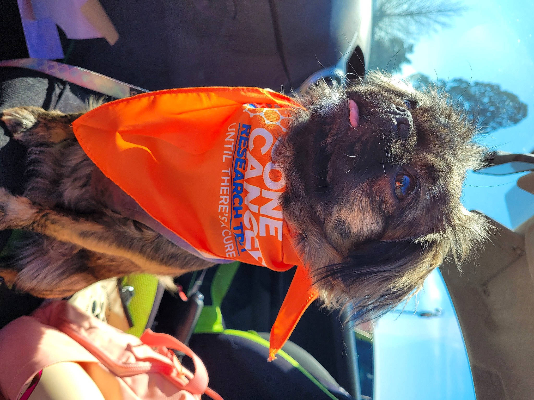 Poppy is registered to the contest to win money with this photo: canidae, carnivore, collar, companion_dog, dog, dog_breed, dog_clothes, dog_supply, electric_blue, event, eyewear, fashion_accessory, fur, hair_coloring, hat, orange, personal_protective_equipment, small_terrier, sporting_group, tail