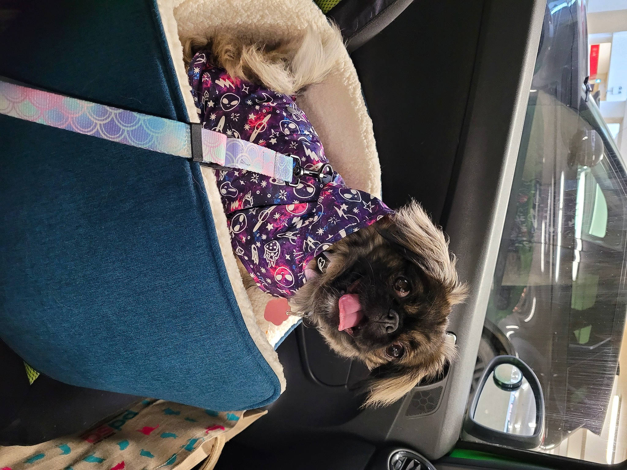 Poppy is registered to the contest to win money with this photo: auto_part, automotive_design, automotive_exterior, automotive_window_part, car, car_seat, car_seat_cover, carnivore, companion_dog, dog, dress, eyewear, fun, human_leg, motor_vehicle, thigh, tree, vehicle, vehicle_door, windshield