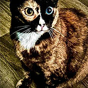 Josie is registered to the contest to win money with this photo: amber_eye, blue_eye, cat, closeup, curious, domestic_animal, face, feline, fur, heterochromia, indoor, looking_up, mammal, paw, pet, portrait, sitting, tortoiseshell, whiskers, wooden_floor