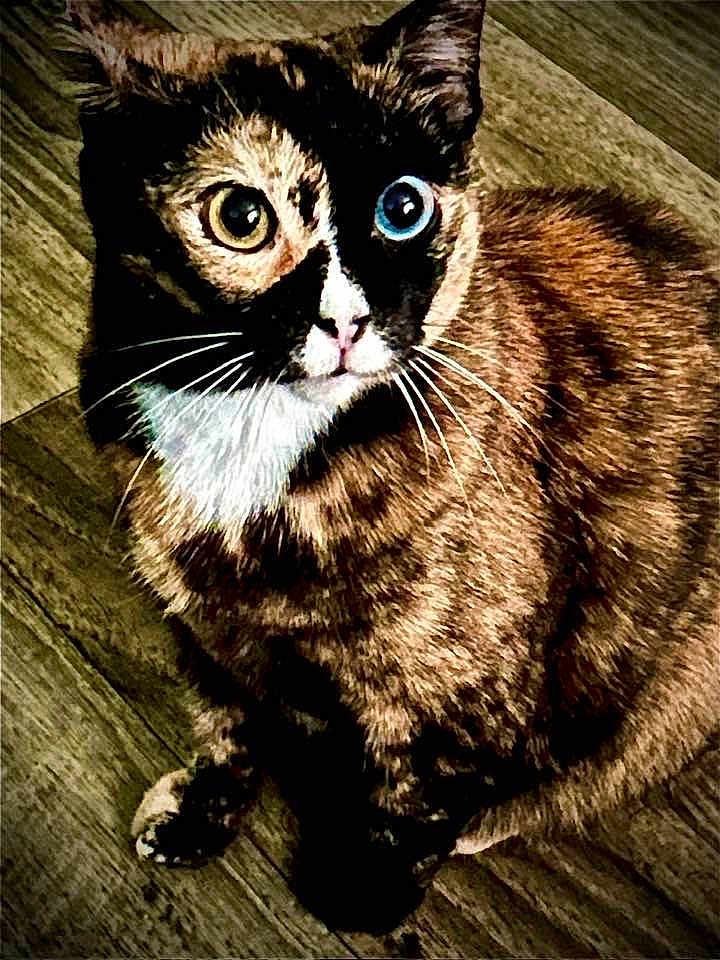 Josie is registered to the contest to win money with this photo: amber_eye, blue_eye, cat, closeup, curious, domestic_animal, face, feline, fur, heterochromia, indoor, looking_up, mammal, paw, pet, portrait, sitting, tortoiseshell, whiskers, wooden_floor
