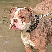 Vrap participe au concours pour gagner de l'argent avec cette photo : dog, bulldog, water, stick, collar, leash, muddy, outdoor, animal, pet, brown, white, wet, shallow_water, nature, pond, canine, fur, expression, standing
