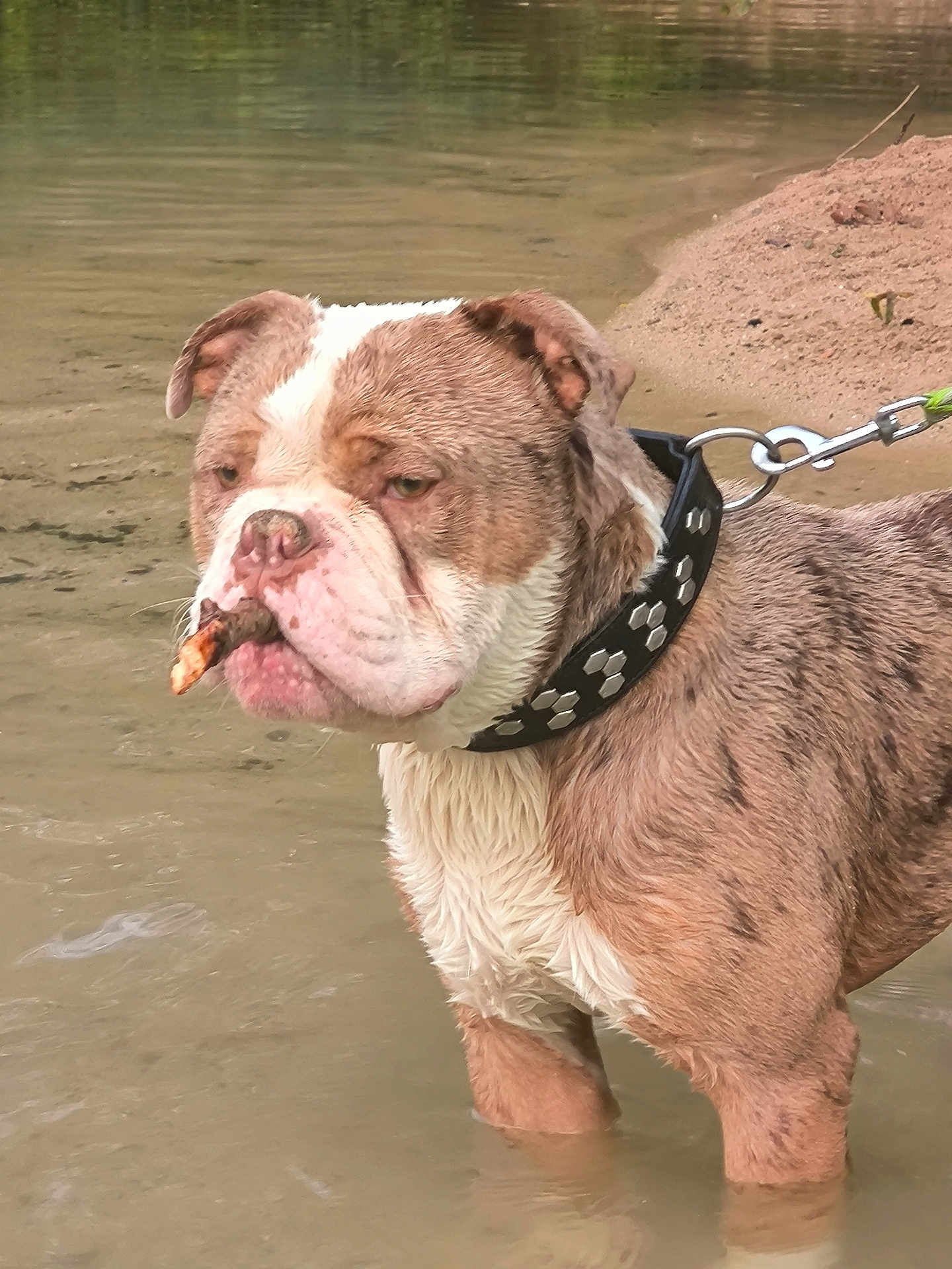 Vrap participe au concours pour gagner de l'argent avec cette photo : dog, bulldog, water, stick, collar, leash, muddy, outdoor, animal, pet, brown, white, wet, shallow_water, nature, pond, canine, fur, expression, standing