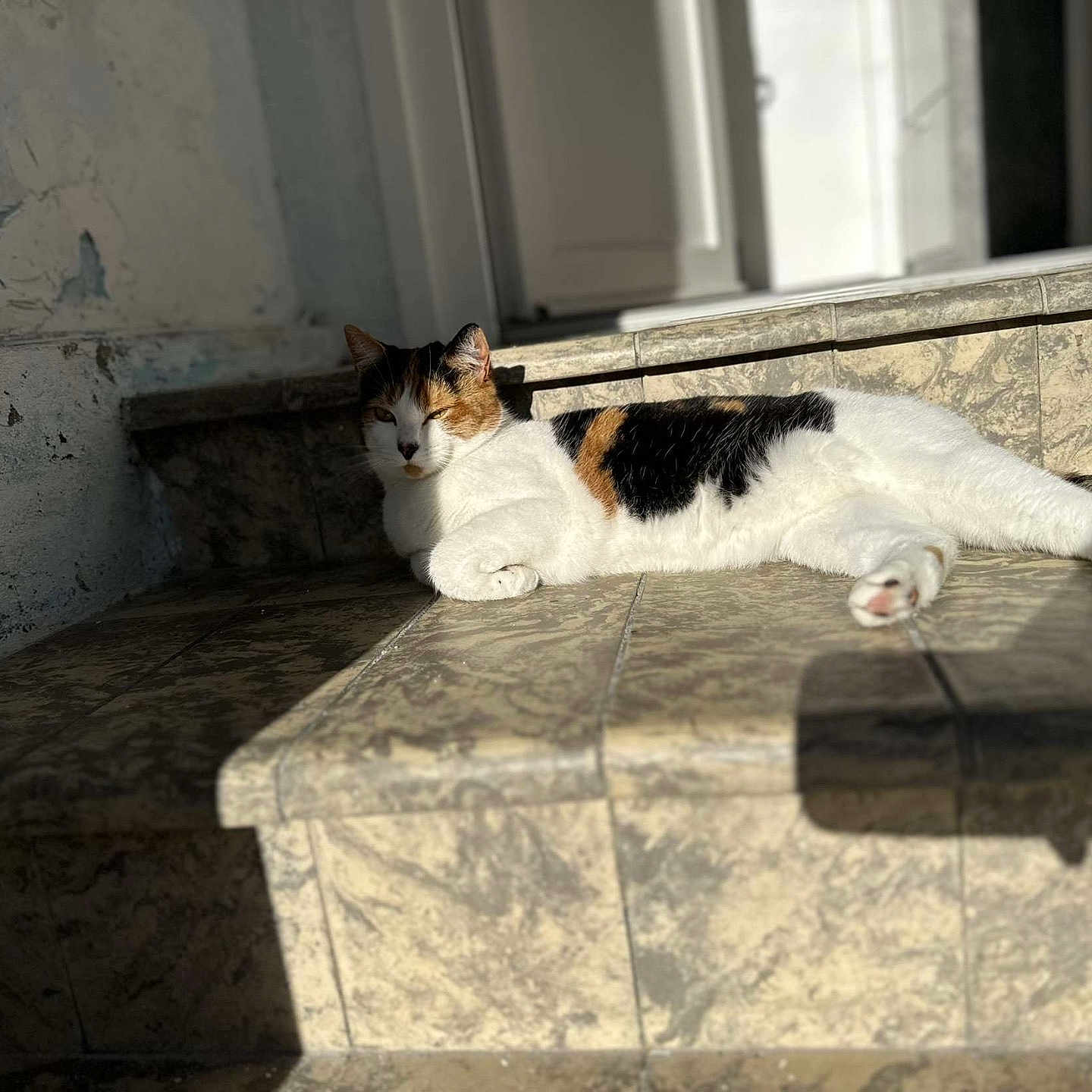 Tina participe au concours pour gagner de l'argent avec cette photo : animal, cat, chaise, furniture, hardwood, kitten, manx, person, pet, sitting, sleeping, stainedwood, window, windowsill, wood