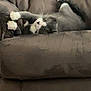 Tom joined the competition — help win amazing prizes! animal, cat, comfortable, couch, cozy, cute, domestic, fluffy, fur, furniture, gray_cat, home, indoor, lazy, paws, pet, relaxed, upside_down, whiskers, white_paws