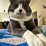 Tom joined the competition — help win amazing prizes! animal, blanket, calm, cat, close_up, couch, domestic, feline, fur, grey_cat, home, indoor, living_room, paws, pet, portrait, relaxed, texture, whiskers, white_paws