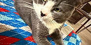Tom is registered to the contest to win money with this photo: animal, blanket, cat, chair, cozy, curious, ears, eyes, face, floor, furniture, gray_cat, home, indoor, patterned_blanket, pet, relaxed, table, whiskers, white_paws