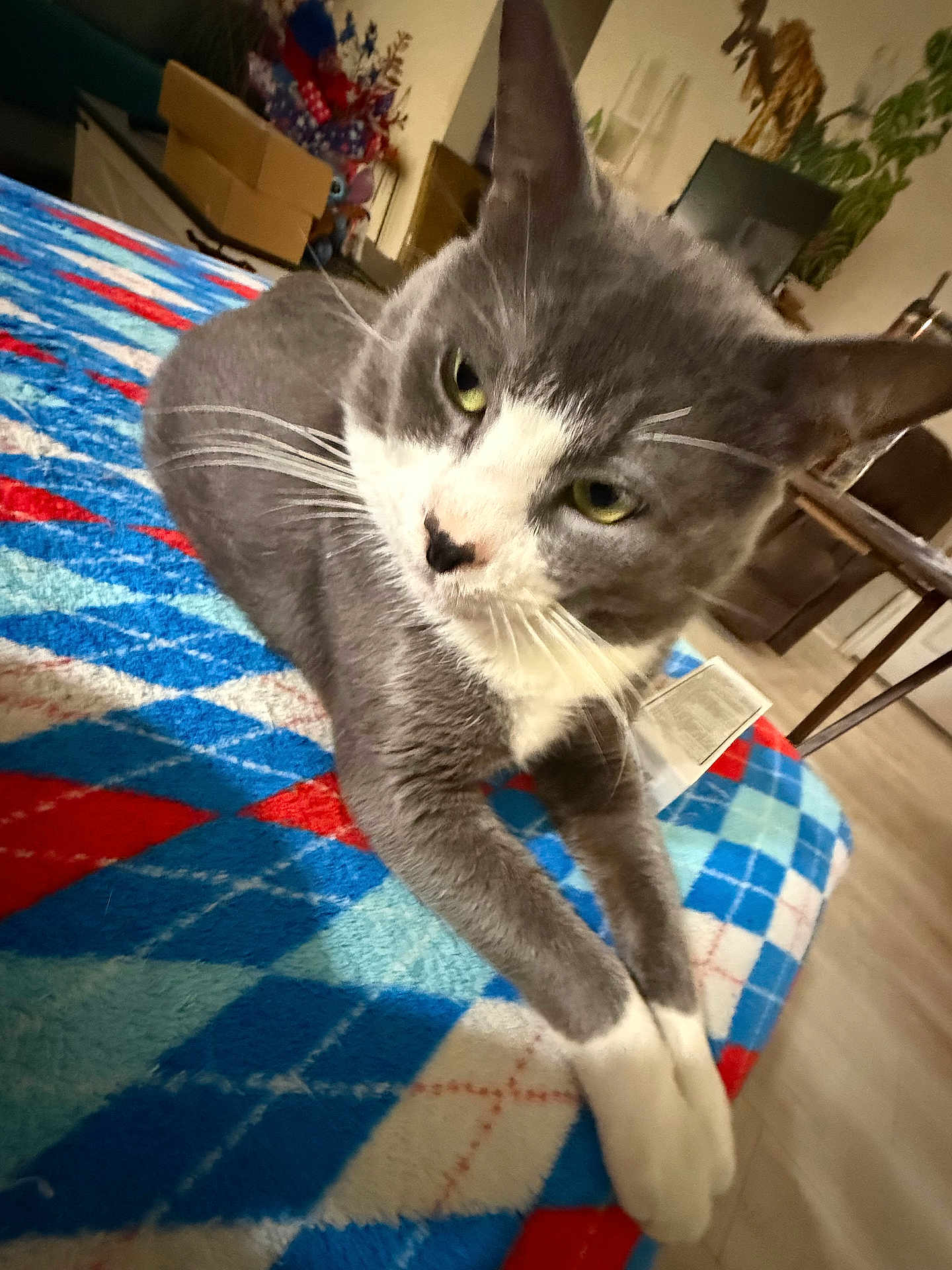 Tom