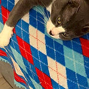 Tom is registered to the contest to win money with this photo: animal, argyle_pattern, blanket, blue, cat, cozy, domestic_cat, floor, furniture, gray_cat, indoor, lying_down, pet, red, relaxed, side_view, whiskers, white, white_paws, wood_floor