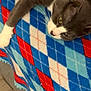animal, argyle_pattern, blanket, blue, cat, cozy, domestic_cat, floor, furniture, gray_cat, indoor, lying_down, pet, red, relaxed, side_view, whiskers, white, white_paws, wood_floor