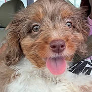 Kodie is registered to the contest to win money with this photo: puppy, dog, pet, animal, curly_fur, tongue_out, happy, cute, car_interior, seat, person, holding, close_up, fur, muzzle, ears, eyes, nose, pink_tongue, casual_clothing