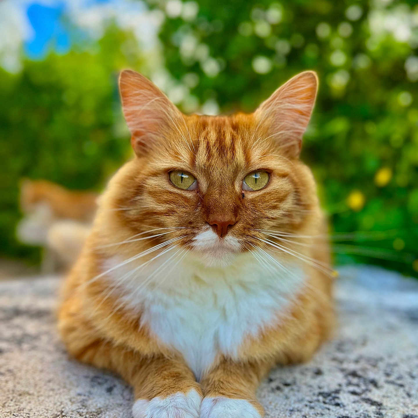 Fuze a rejoint le concours — aidez-le/la à gagner de superbes lots ! abyssinian, angora, animal, cat, grass, hardwood, kitten, manx, pet, plant, rock, wood