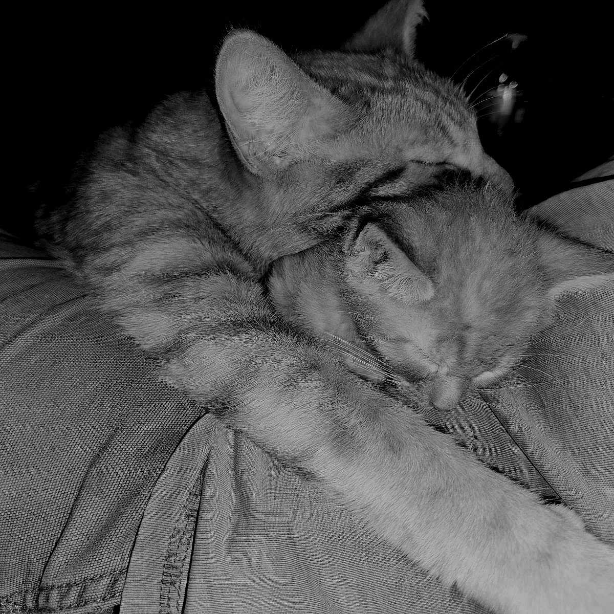 Simon And Copper is registered to the contest to win money with this photo: animal, black_and_white, cat, closeup, comfort, companion, cuddling, cute, domestic, fabric, feline, fur, indoor, paw, pet, relaxation, resting, sleeping, texture, whiskers