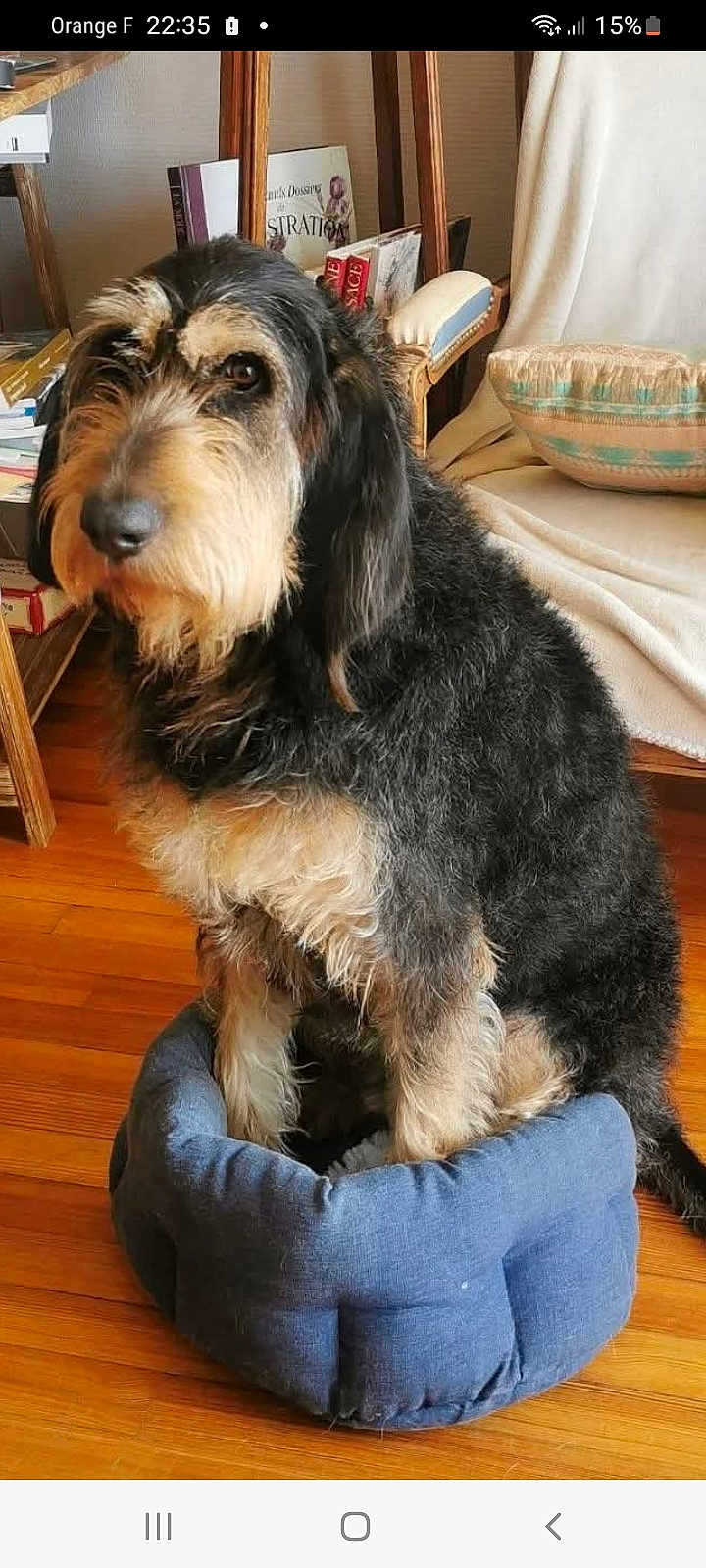 Raiko a rejoint le concours — aidez-le/la à gagner de superbes lots ! dog, pet, indoor, wooden_floor, small_bed, furniture, cozy, scruffy, sitting, brown, black, fur, chair, cushion, home, relaxed, looking_away, canine, domestic_animal, cute