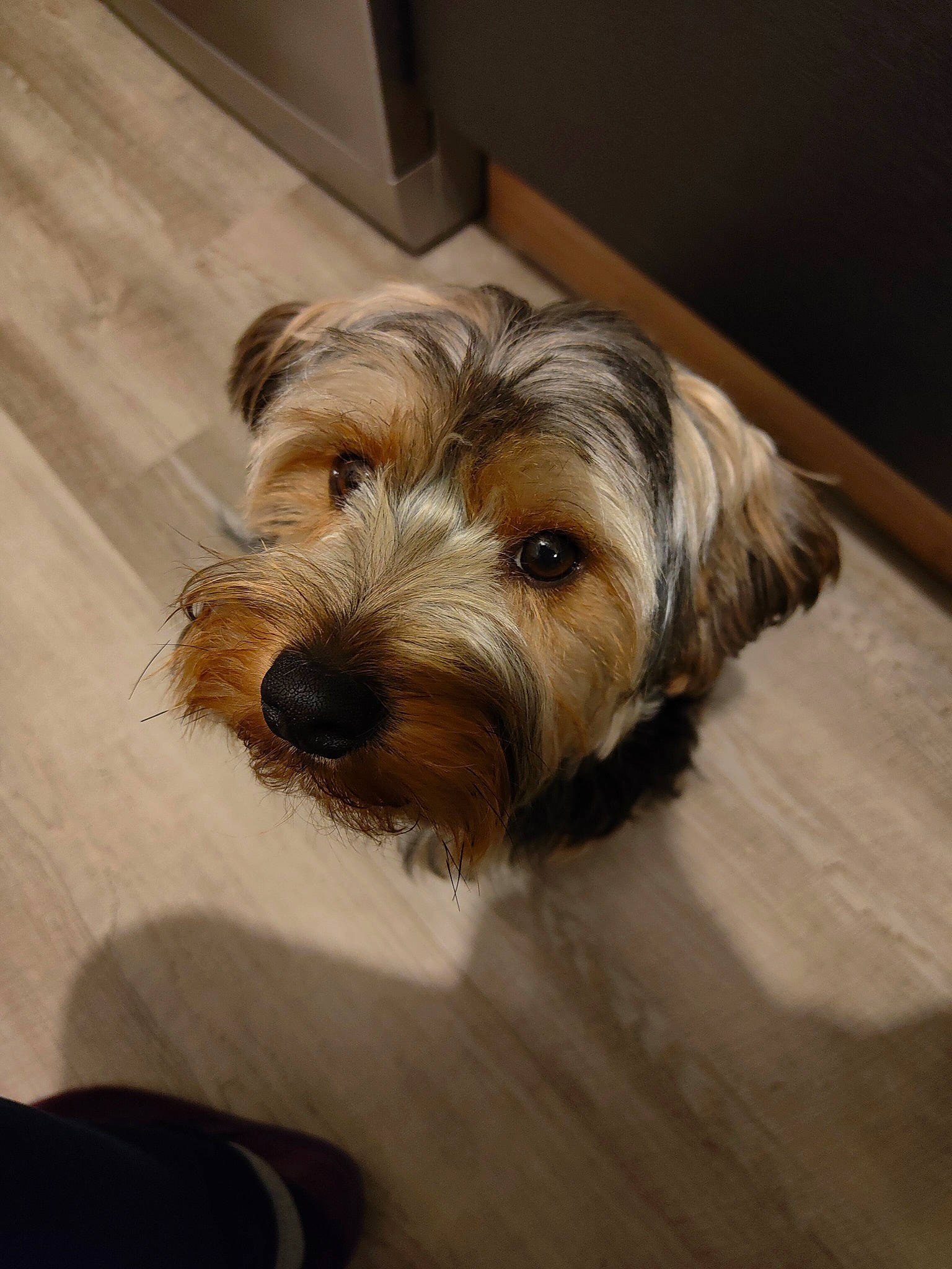 Gadjet a rejoint le concours — aidez-le/la à gagner de superbes lots ! biewer_terrier, canidae, carnivore, companion_dog, dog, dog_breed, fawn, flooring, hardwood, liver, maltepoo, small_terrier, snout, sporting_group, terrier, toy_dog, water_dog, wood, working_animal, yorkshire_terrier