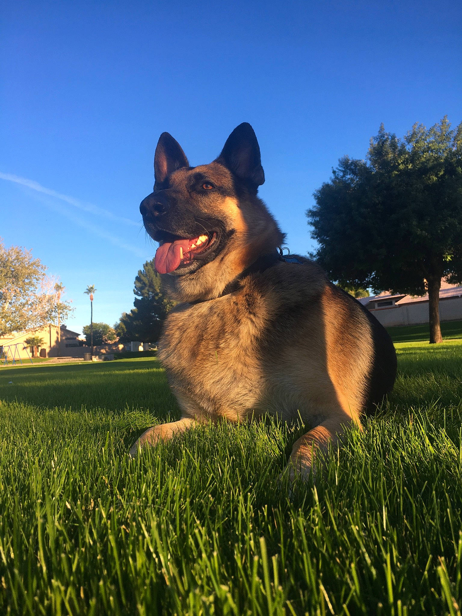 Chase joined the competition — help win amazing prizes! belgian_shepherd, belgian_shepherd_malinois, bohemian_shepherd, canidae, carnivore, dog, dog_breed, east_european_shepherd, german_shepherd_dog, grass, king_shepherd, kunming_wolfdog, lawn, mammal, old_german_shepherd_dog, shiloh_shepherd_dog, sky, sunlight, vertebrate, working_dog