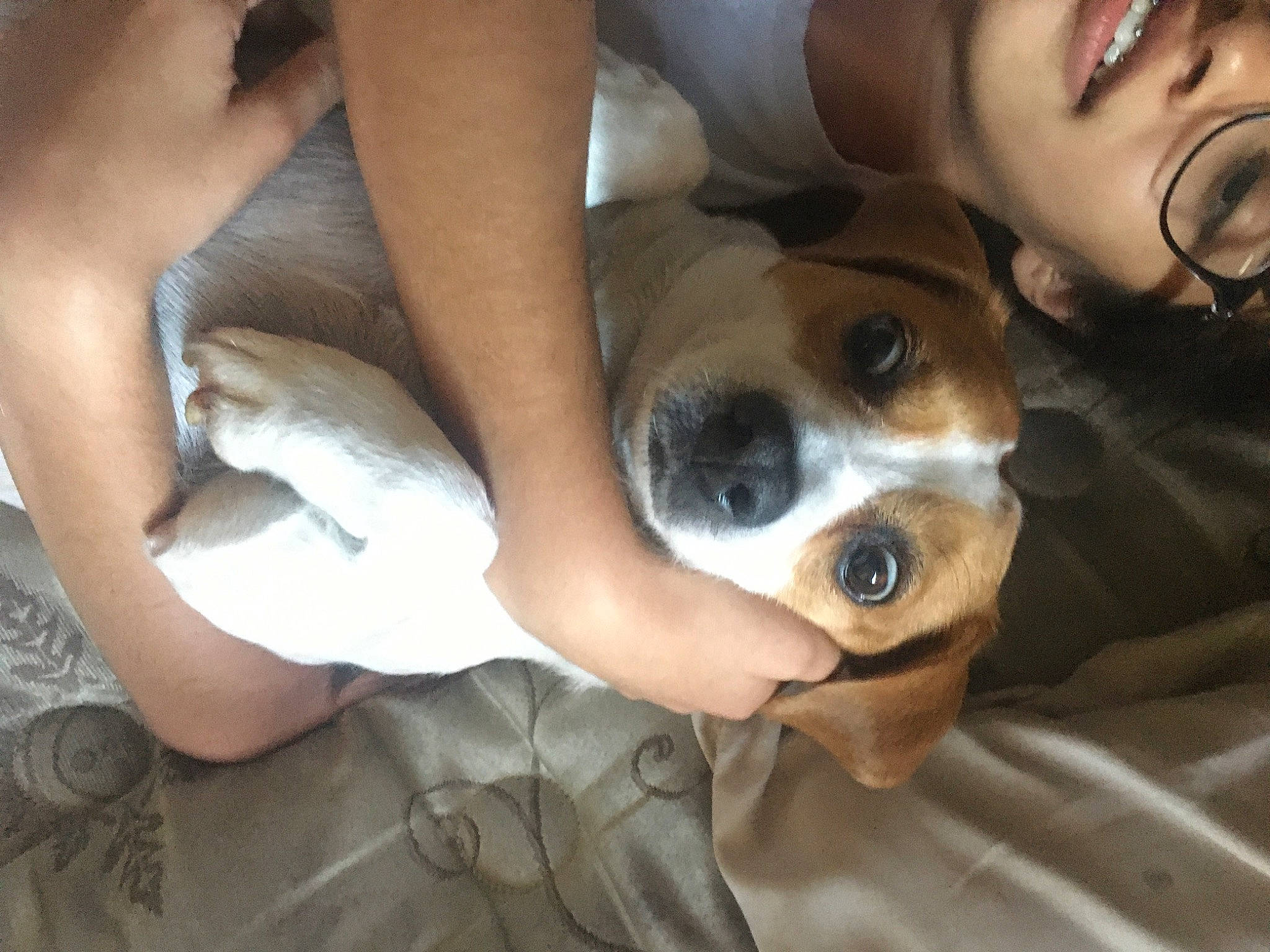 Russell is registered to the contest to win money with this photo: canidae, carnivore, companion_dog, danish_swedish_farmdog, dog, dog_breed, fawn, mammal, puppy, puppy_love, snout