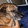 Rolo is registered to the contest to win money with this photo: alano_espanol, alaunt, american_mastiff, black_mouth_cur, canidae, carnivore, cimarron_uruguayo, dog, dog_breed, fawn, fila_brasileiro, great_dane, guard_dog, mammal, non_sporting_group, plott_hound, snout, sporting_group, vertebrate, whiskers