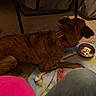 Rolo is registered to the contest to win money with this photo: canidae, carnivore, dog, dog_breed, fawn, mammal