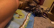 Rolo is registered to the contest to win money with this photo: bullmastiff, canidae, carnivore, dog, dog_breed, fawn, non_sporting_group, puppy