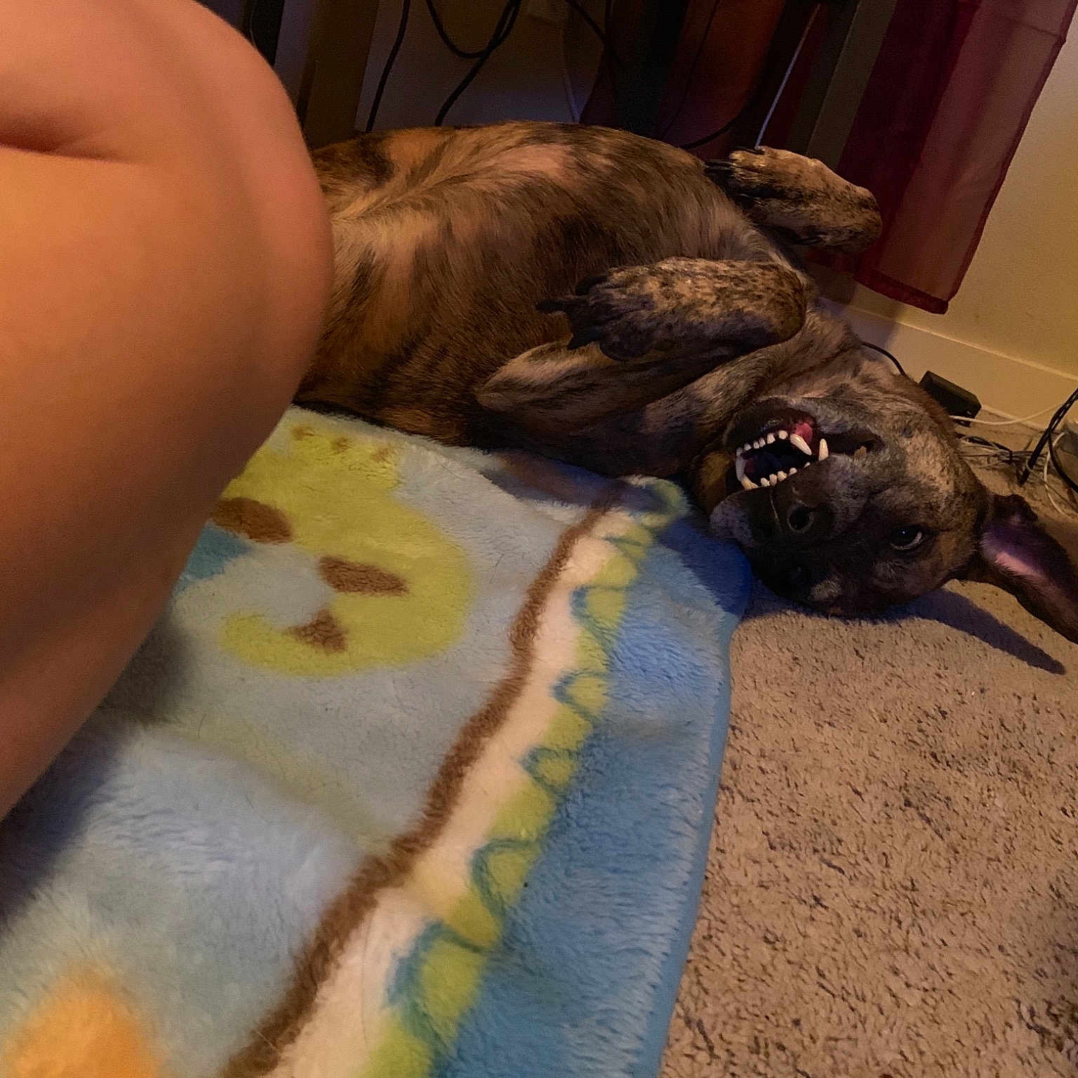 Rolo