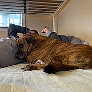 Rolo joined the competition — help win amazing prizes! bed, bullmastiff, canidae, carnivore, comfort, dog, dog_breed, fawn, furniture, great_dane, nap, non_sporting_group, room, sleep, snout